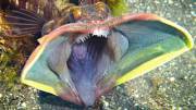 The Hungry Blue Waffle Fish (Sarcastic Fringe-Head Fish) Reposted From Nature Is ...