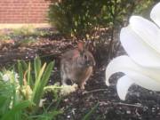 Seeing Bunbuns Around Campus Instantly Makes My Day Better!!!