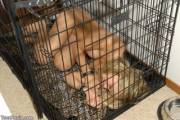 Serena Always Sleeps Chained &Amp;Amp;Amp; Nude In Her Crate, Ready For Her Holes ...