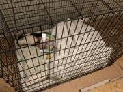 My Puppy Side Knows I'm Being Crate Trained. My Little Side Gets Too Cozy In My New ...