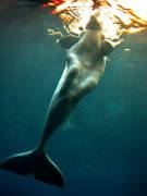 Beluga &Amp;Quot;Mermaid&Amp;Quot;