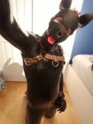 Shiny Pup Eager To Show Off