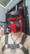 New To The Pup Play Scene. Have A Handler, Just Trying To Better Understand My Head ...