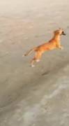 Dogs Are Best Friends. The Dog Stole Cowards On The Beach At The Blonde! Very Funny. ...