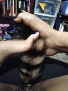 Raccoon Tail And Toes