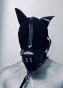Black Dog [M]