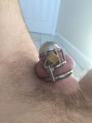 Felt My Locked Cock Looked Pretty Good This Morning. Going On 5 Days, The Longest ...