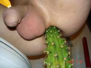 Another Cactus, This Time Up A Guys Butt- We Aren't Sexist Here, All Genders Are ...
