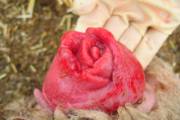 What A Beautiful Rose... Oh Wait, That's A Vaginal Prolapse In A Sheep. (X-Post From ...