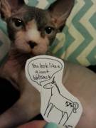 How Tvu Feels About Hairless Cats.