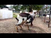 Autofellatio (Oral Self Stimulation) In Male Goats