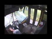 Til A Doe Decided To Jump Through The Window Of A Bus And Didn't Know How To Get ...