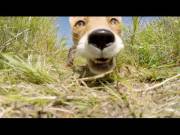 Fox Steals Gopro &Amp;Amp;Amp; Proceeds To Chew Upon It